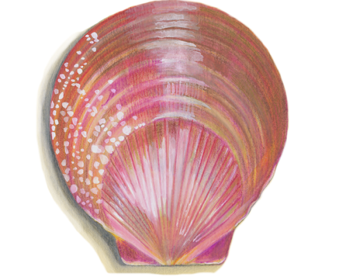 pink-shell-300-600x600-1