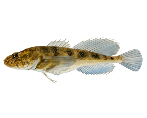sculpin-300-600x600-white