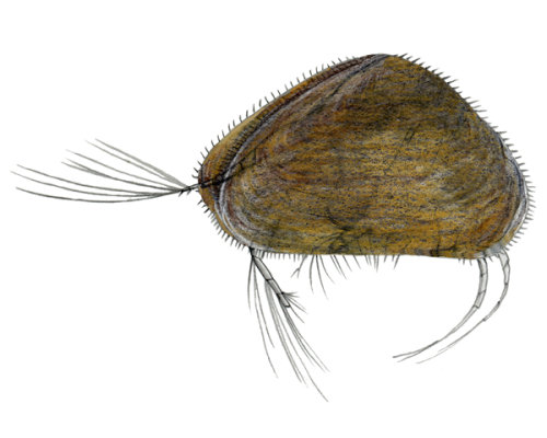 seed-shrimp-300-600x600-white