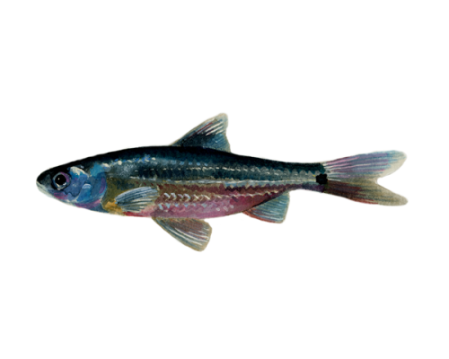 spottail-shiner-300-600x600-white