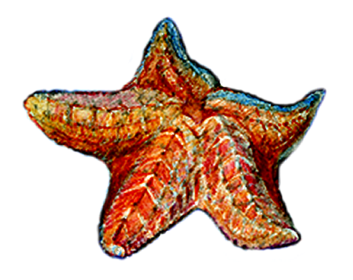 starfish-white-small