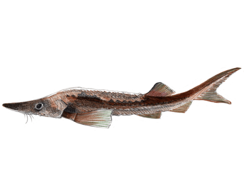 sturgeon-300-600x600-white