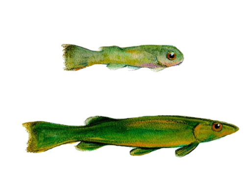 swimup-fingerling-300-600x600-white