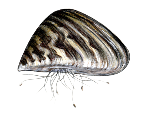 zebra-mussel-300-600x600-white-vibrant