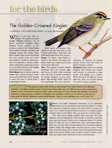 Organic-Gardening-Golden-Crowned-Kinglet-300-600w