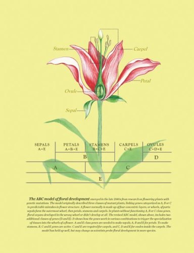 Science-News-Magazine-Flower-Line-Drawing