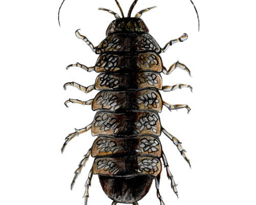 Aquatic-Sowbug-300-600x600-1