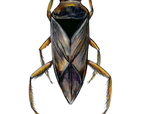 Backswimmer-300-600x600-1