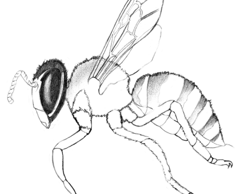 Bee-300-600x600-1