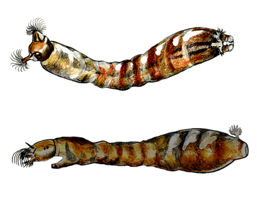 Black-Fly-Larva-Ventral-and-Dorsal-300-600x600-1