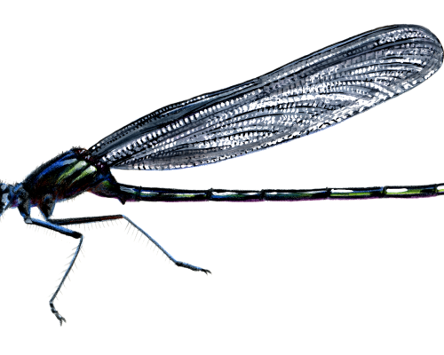 Damselfly-300