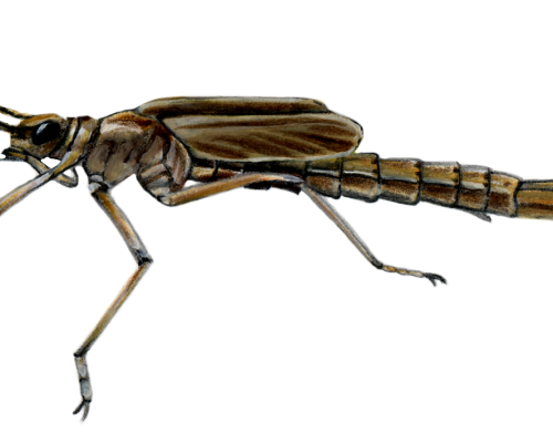 Damselfly-Larva-300