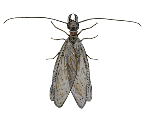 Dobsonfly-Female-300-600x600-1