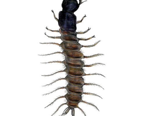 Dobsonfly-Larva-300-600x600-1