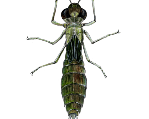 Dragonfly-Larva-300-600x600-1