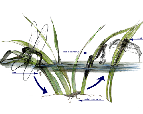 Dragonfly-Life-Cycle-300-600x600-1