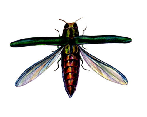 Emerald-Ash-Borer-300-600x600-1