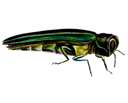 Emerald-Ash-Borer-Side-View-300-600x600-1