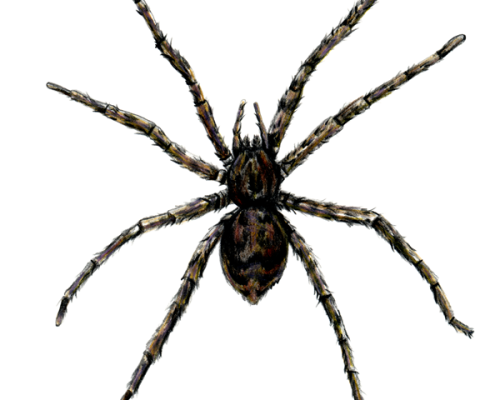 Fishing-Spider-300-600x600-1