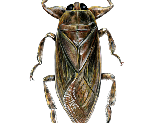 Giant-Water-Bug-300-600x600-1