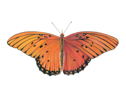 Gulf-Fritillary-Butterfly-300-600x600-1