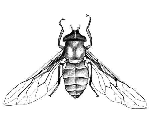 Horse-Fly-300-600x600-1