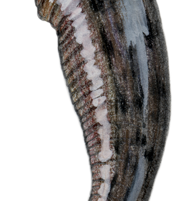 Leech-Dorsal-300