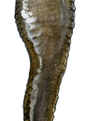 Leech-Ventral-300