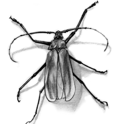 Longhorn-Beetle