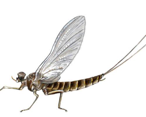 Mayfly-300