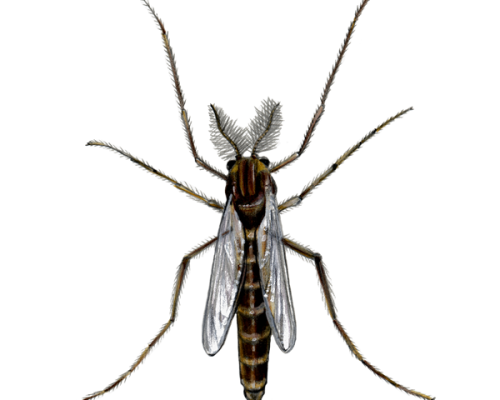 Midge-300-600x600-1