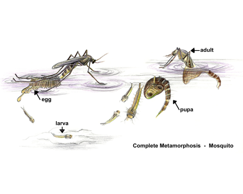 Mosquito-Complete-Metamorphosis-Labeled-2000x2000px-300dpi