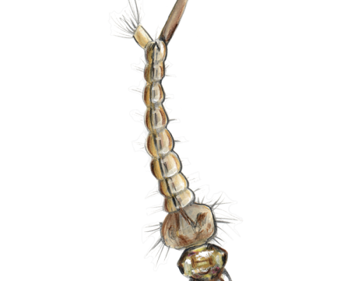 Mosquito-Larva-300-600x600-1