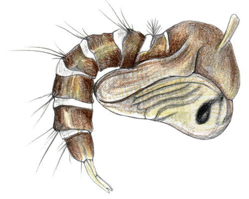 Mosquito-Pupa-300-600x600-1