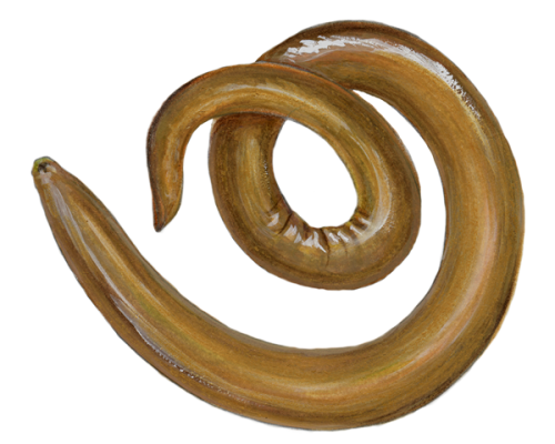 Nematode-300-600x600-1