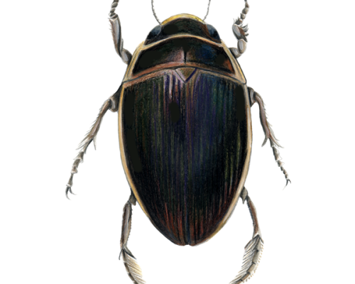Predacious-Diving-Beetle-300-600x600-1