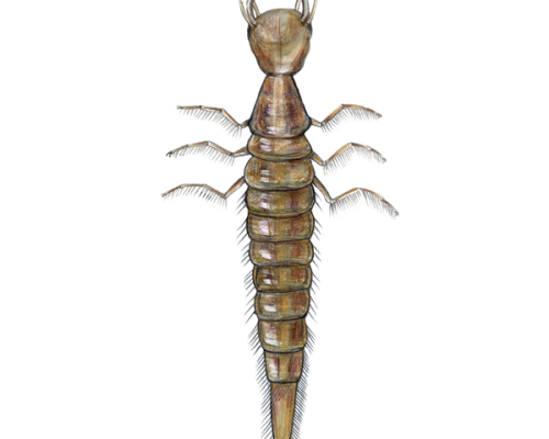 Predacious-Diving-Beetle-Larva-300-600x600-1
