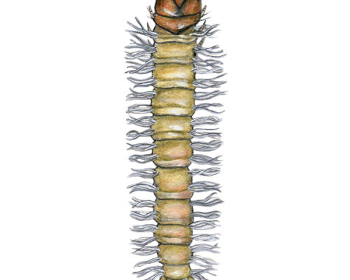 Pyralid-Caterpillar-300-600x600-1