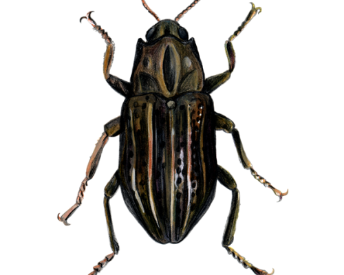 Riffle-Beetle-300-600x600-1