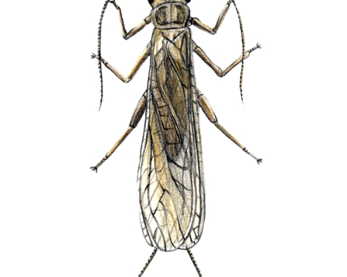 Stonefly-300-600x600-1
