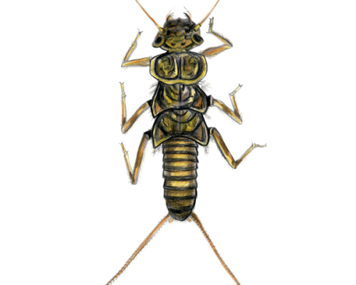 Stonefly-Larva-300-600x600-1