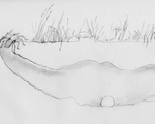 Tarantula-Protecting-Egg-Sac-300.png