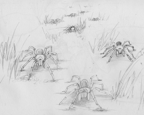 Tarantulas-in-Field-300.png