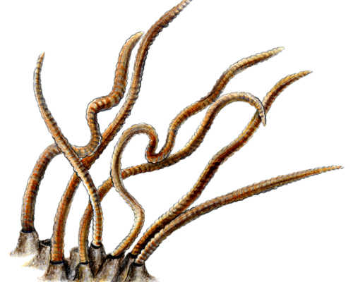 Tubifex-Worms-300-600x600-1