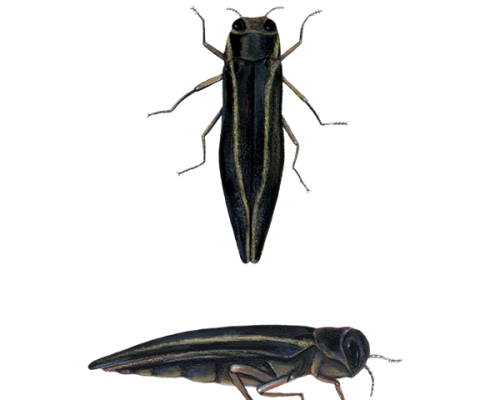 Two-Line-Chestnut-Borer-300-600x600-1