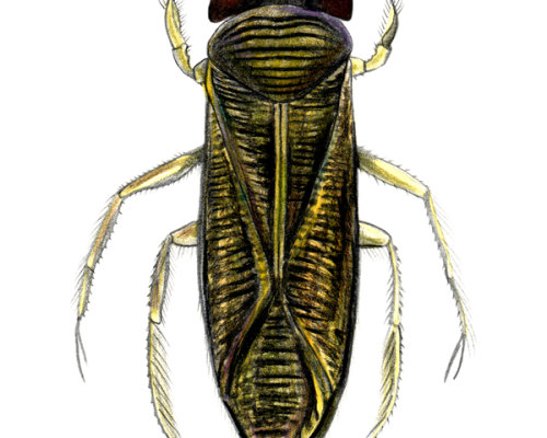 Water-Boatman-300-600x600-1