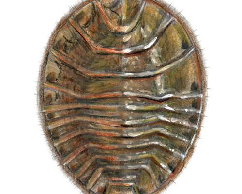 Water-Penny-300-600x600-1