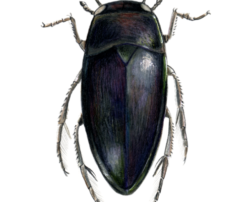 Water-Scavenger-Beetle-300-600x600-1