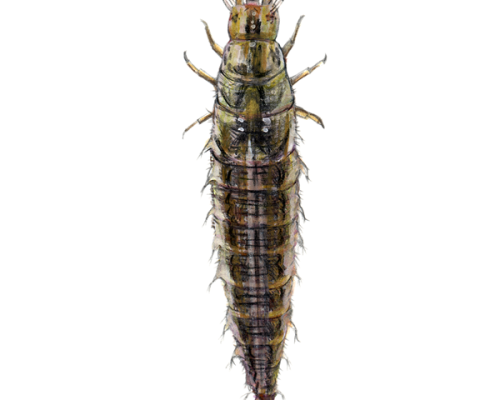 Water-Scavenger-Beetle-Larva-300-600x600-1