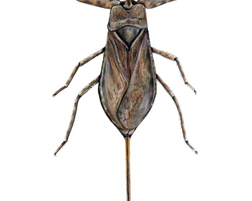 Water-Scorpion-Nepa-300-600x600-1